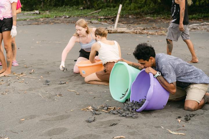 Costa Rica: Sea Turtle Conservation — 8 Days