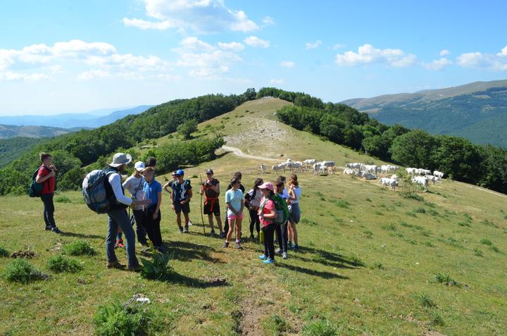 A group of teens on a hilltop hike, with cows grazing nearby