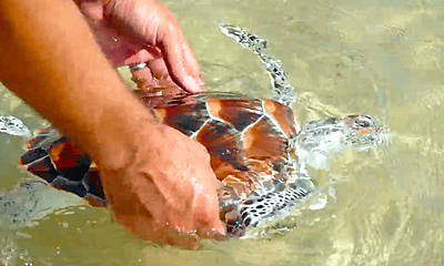 Florida Marine Conservation Florida Marine Conservation