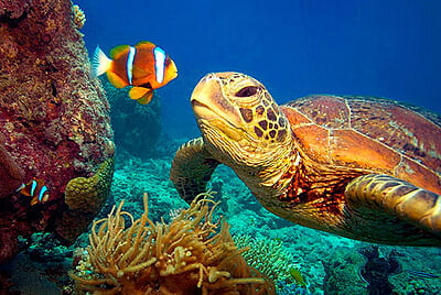 Florida Marine Conservation